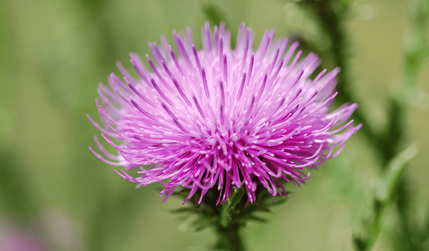 Maximize Your Health: 7 Benefits of Milk Thistle